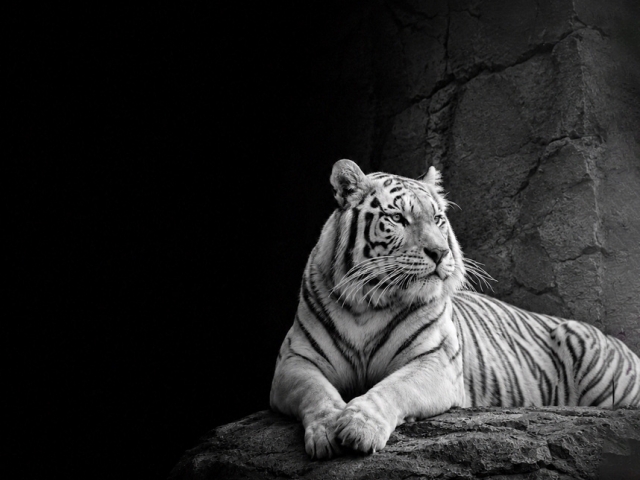 Fauna